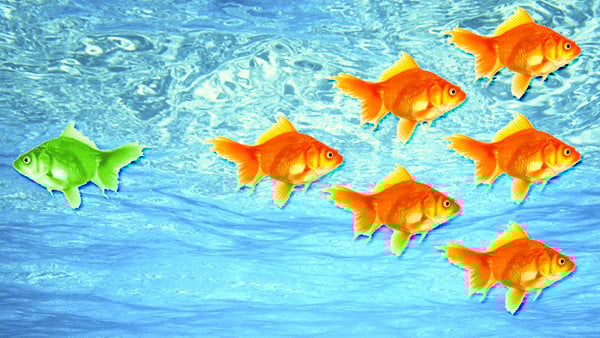 Green Goldfish School of goldfish in a fish bowl