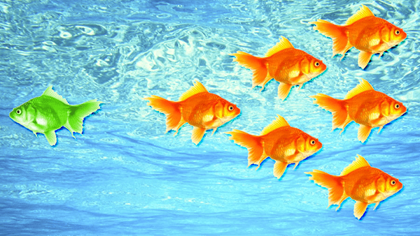 Green Goldfish School of goldfish in a fish bowl